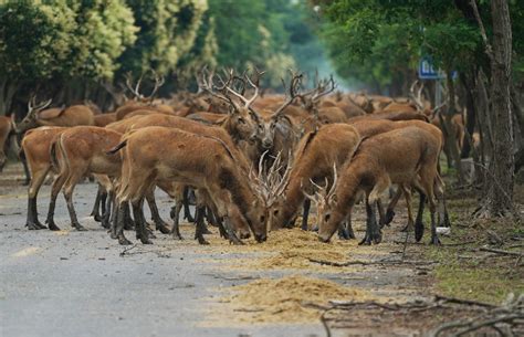  Dafeng Milu Deer Nature Reserve: Istuuttele Yli 2000 Peuraa Kiinan rannikolla!