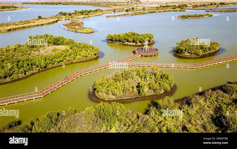  Dongying Yellow River Wetland Nature Reserve! A Haven for Birdwatchers and Nature Enthusiasts!